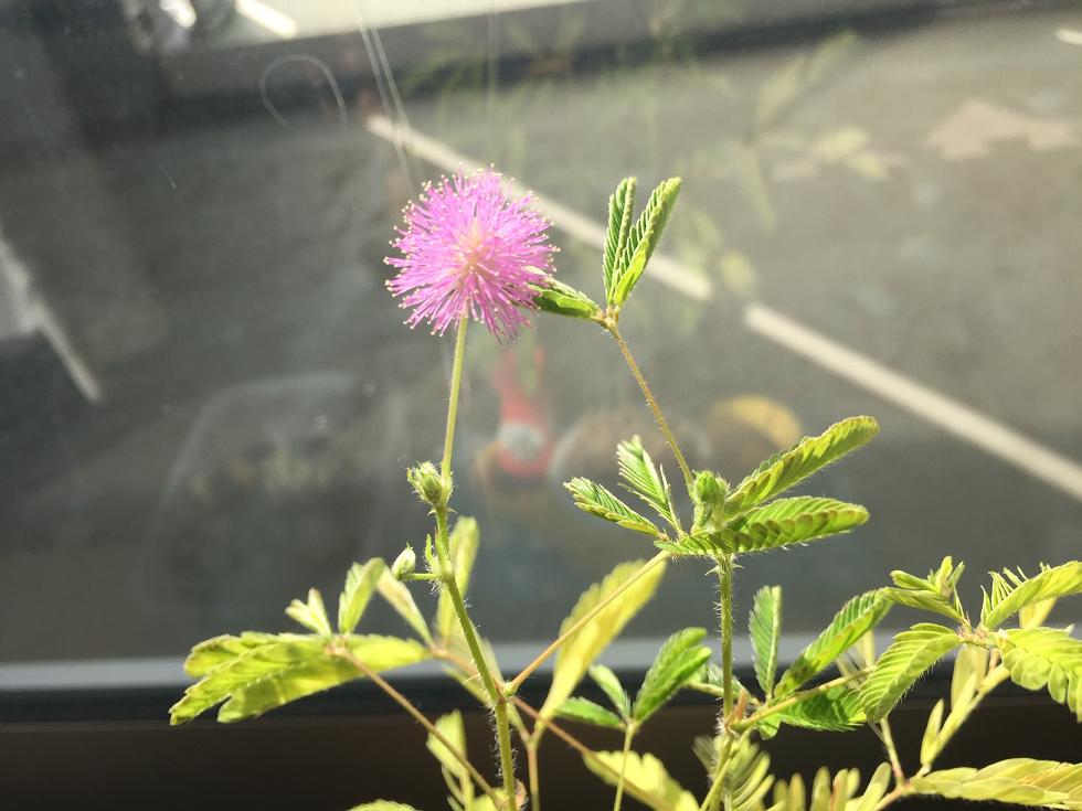 オジギソウの花が咲いた みん美の楽しく子育てライフ